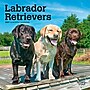 2027 BrownTrout Labrador Retrievers 7" x 7" Monthly Wall Calendar (9798330710034)~#|#~827BED89-9C15-467C-A013DF209A01CB06_sc7