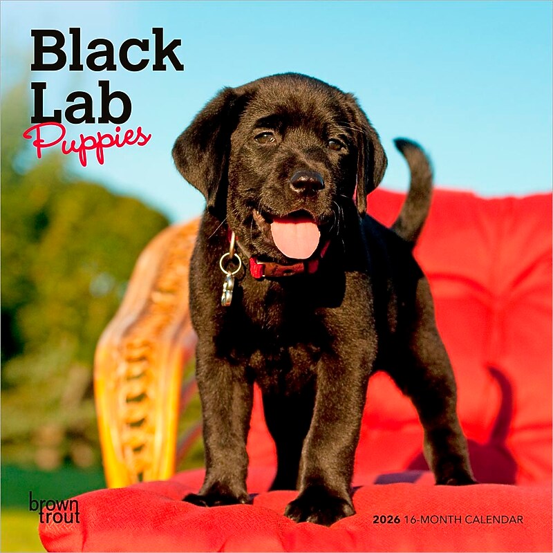 2026 BrownTrout Black Labrador Retriever Puppies 7" x 7" Monthly Wall Calendar (9798330704187) image 1