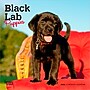 2026 BrownTrout Black Labrador Retriever Puppies 7" x 7" Monthly Wall Calendar (9798330704187)~#|#~828F9BF0-DB0E-480F-AB19F9597CBA0433_sc7