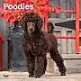 2026 BrownTrout Poodles 12" x 12" Monthly Wall Calendar (9798330705160)~#|#~82A54F06-186F-48DF-9DEA9E0EB50DCE74_sc7