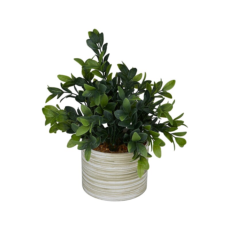 Uma Plant Sprigs in Pot (30374) image 1