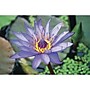 S&S 24-Piece Thera Jigsaw Foam Puzzle, 4 Puzzles/Set (19211)~#|#~83253FFC-ACE1-4C52-B976DBFCF51881EC_sc7