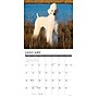 2026 Willow Creek Poodles 12" x 12" Monthly Wall Calendar (52440)~#|#~83779192-09E2-42EE-A351B8F31DB3533A_sc7