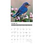 2026 Willow Creek Backyard Birds 12" x 12" Monthly Wall Calendar (50026X)~#|#~83E18570-2BA1-4953-93F0C4D603FF7BC8_sc7