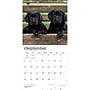 2027 BrownTrout Black Labrador Retriever Puppies 12" x 12" Monthly Wall Calendar (9798330712526)~#|#~83ED126C-58B4-46A4-B857C5269988269C_sc7