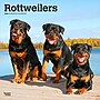 2026 BrownTrout Rottweilers 12" x 12" Monthly Wall Calendar (9798330705399)~#|#~84728691-6750-402D-A569FB435B9FE35F_sc7