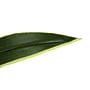Monarch Specialties Inc. 47" Artificial Dracaena Tree in Pot (I 9542)~#|#~8476275C-FDBE-446B-BDE6D4CF826DEFE0_sc7