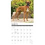 2027 Willow Creek Boxers 12" x 12" Monthly Wall Calendar, Assorted Colors (59326)~#|#~84D6B5A4-E5C7-4660-A4C757BB65046FB8_sc7