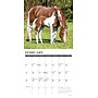 2026 Willow Creek Horses 12" x 12" Monthly Wall Calendar (51504X)~#|#~84DB6375-C8AC-416C-A6ADCB9F03822E40_sc7