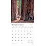 2026 BrownTrout Yosemite 12" x 12" Monthly Wall Calendar (9798330706471)~#|#~84E04DCC-CBE3-441E-8212AC1529B48A4D_sc7