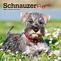 2027 BrownTrout Schnauzer Puppies 7" x 7" Monthly Wall Calendar (9798330710072)~#|#~84ED1E70-9463-4C85-A9D35621E588329F_sc7