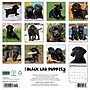 2027 Willow Creek Black Lab Puppies 12" x 12" Monthly Wall Calendar, Assorted Colors (59265)~#|#~8503D8F5-AC6B-4AAF-917599ADC3720697_sc7