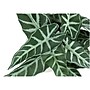 Monarch Specialties Inc. Alocasias in Pots, 2/Pack (I 9582)~#|#~857ABF81-27D4-4789-9A0D1E688AE33B42_sc7