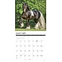 2027 Willow Creek Gypsy Vanner Horse  12" x 12" Monthly Wall Calendar (60599)~#|#~8584FE62-0395-4163-BDE4818822AC9D20_sc7