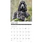 2027 Willow Creek Cocker Spaniels 12" x 12" Monthly Wall Calendar, Assorted Colors (59791)~#|#~85E816D7-D826-4DA1-B700B1B699314597_sc7