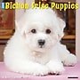 2027 Willow Creek Bichon Frise Puppies 12" x 12" Monthly Wall Calendar, Assorted Colors (59180)~#|#~85EDDCE3-A29C-435F-802ECAE9AF348CB0_sc7