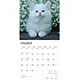 2026 BrownTrout I Love Kittens 12" x 12" Monthly Wall Calendar (9798330704149)~#|#~85F880F1-E0C9-406E-86BED88C3360C898_sc7