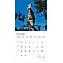 2026 BrownTrout Goats in Trees 12" x 12" Monthly Wall Calendar (9798330703449)~#|#~86522C9C-39EE-44B2-9527FC49FA2308D2_sc7