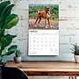 2027 BrownTrout For the Love of Boxers 14" x 12" Monthly Wall Calendar, Assorted Colors (9798330709236)~#|#~86C54595-BD14-4613-BBA5441F4E78DDB7_sc7