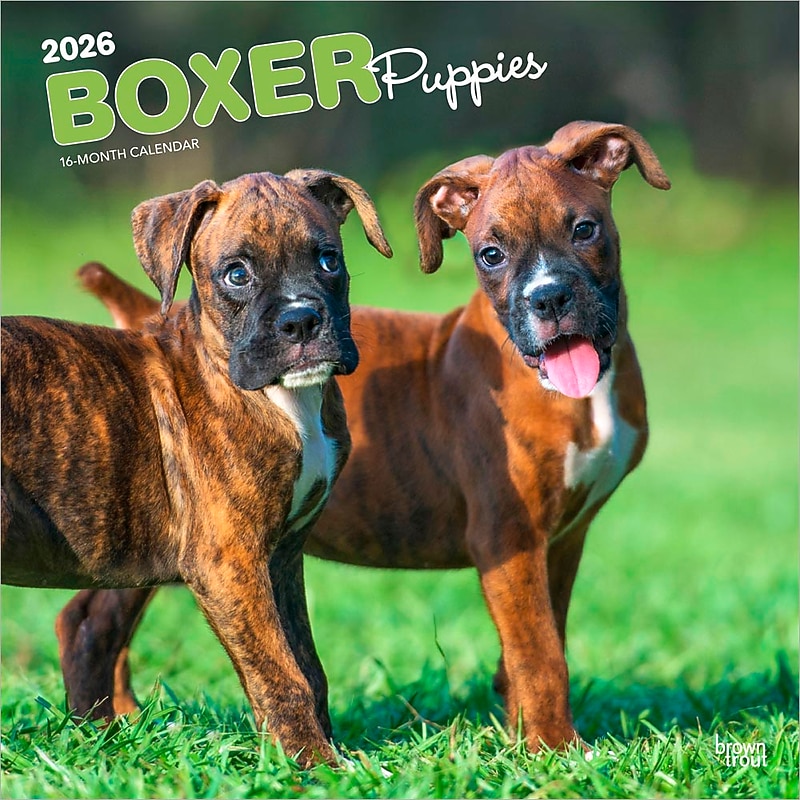 2026 BrownTrout Boxer Puppies 12" x 12" Monthly Wall Calendar (9798330702626) image 1