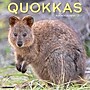 2027 Willow Creek Quokkas 12" x 12" Monthly Wall Calendar, Assorted Colors (61978)~#|#~86E1FFFA-97DE-43CC-A678CC66CA65C5F2_sc7