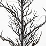 Nearly Natural Pre-Lit Artificial Halloween Black Spooky Twig Tree, 5' (T5236)~#|#~872E9AF2-48EE-4918-A0EF888060F7877F_sc7