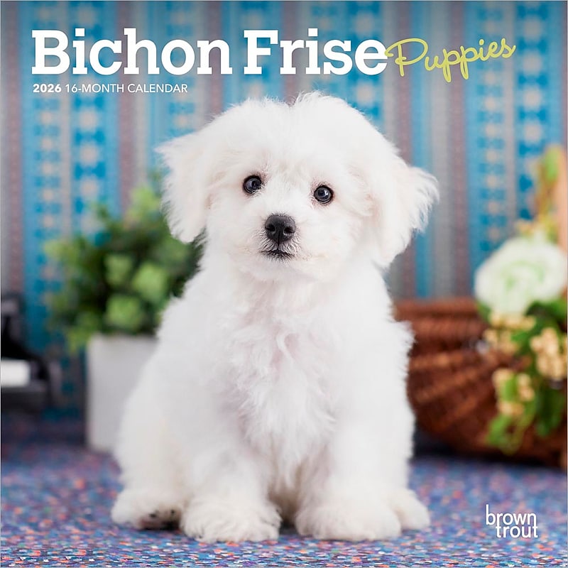 2026 BrownTrout Bichon Frise Puppies 7" x 7" Monthly Wall Calendar (9798330702428) image 1