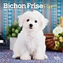 2026 BrownTrout Bichon Frise Puppies 7" x 7" Monthly Wall Calendar (9798330702428)~#|#~87629923-0ACF-46D3-B01A837C126B36F9_sc7