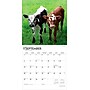 2026 BrownTrout Baby Moo Moos 12" x 12" Monthly Wall Calendar (9798330702282)~#|#~8776B892-053A-4283-8A9D82474DC26AAB_sc7