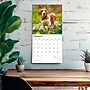2026 BrownTrout Beagles 12" x 12" Monthly Wall Calendar (9798330702381)~#|#~87F34383-CC18-4D99-8969261FFC722947_sc7