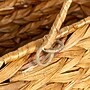 Household Essentials Wicker Stair Basket with Handles, Natural (HE1101)~#|#~881AF347-78D2-4649-9578C31B6C2E7552_sc7