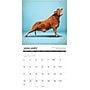 2027 Willow Creek Cow Yoga 12" x 12" Monthly Wall Calendar, Assorted Colors (59883)~#|#~8862B1F2-01C8-40BF-9B45114529B730D5_sc7