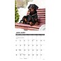 2026 Willow Creek Doberman Pinschers 12" x 12" Monthly Wall Calendar (55397)~#|#~88857AC6-679C-4FEB-B4727B34808A5E09_sc7