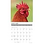 2026 Willow Creek Chickens 12" x 12" Monthly Wall Calendar (51658)~#|#~88A25C25-DA7A-4329-922A105D5C76A247_sc7