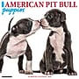 2026 Willow Creek American Pit Bull Terrier Puppies 12" x 12" Monthly Wall Calendar (49839)~#|#~88A38FAE-FAC6-4089-8DBB9F577C6EE976_sc7