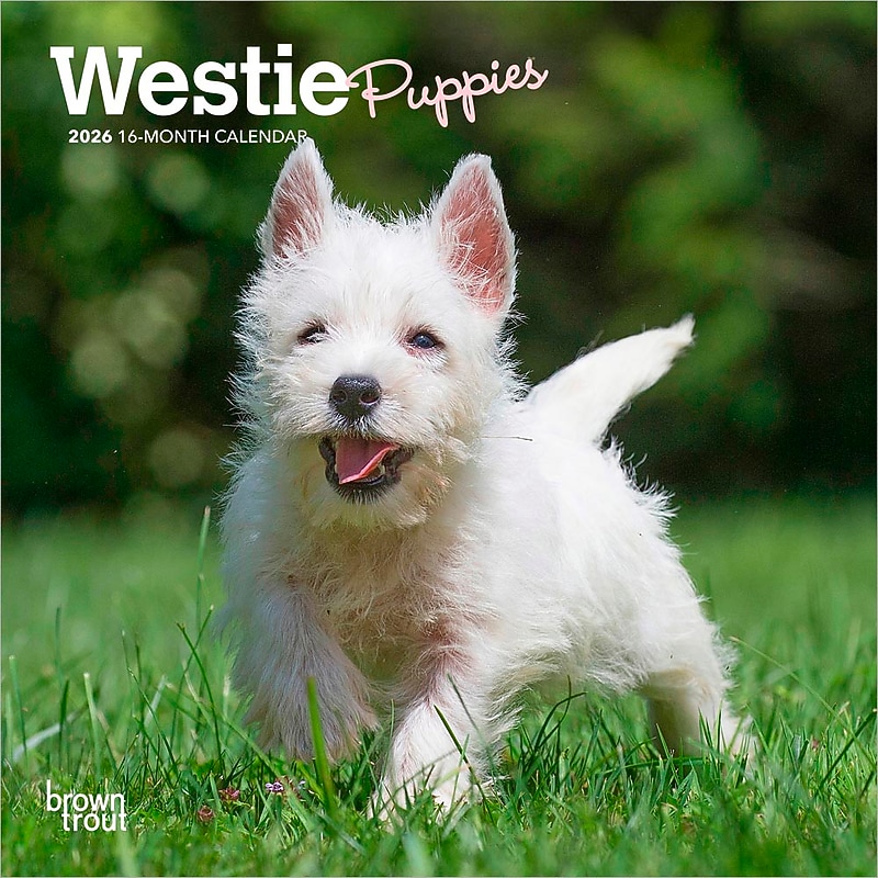 2026 BrownTrout West Highland White Terrier Puppies 7" x 7" Monthly Wall Calendar (9798330706259) image 1