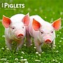 2026 BrownTrout Piglets 12" x 12" Monthly Wall Calendar (9798330705139)~#|#~896CEF10-A1C7-4A58-831AF40526C8F9DD_sc7