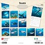 2026 BrownTrout Sharks 12" x 12" Monthly Wall Calendar (9798330705504)~#|#~89A25053-8644-42FF-ACA1513260C397D5_sc7