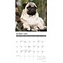 2026 Willow Creek Pugs 12" x 12" Monthly Wall Calendar (52501)~#|#~89BB8AAA-0303-4B07-AC62B5BEB009A086_sc7