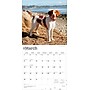 2026 BrownTrout Brittanys 12" x 12" Monthly Wall Calendar (9798330702640)~#|#~89FE6850-6FAC-4DB4-B0B7E14ED938E1E5_sc7