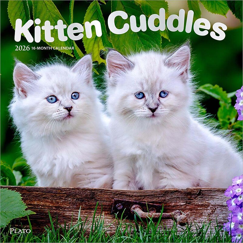2026 Plato Kitten Cuddles 12" x 12" Monthly Wall Calendar (9798330706792) image 1