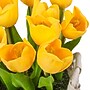 National Tree Company 10" Yellow Tulip Bouquet in White Basket (MT81-10926GYW-1)~#|#~8A2D108C-6BFE-4DC2-B80A209ABC349C86_sc7