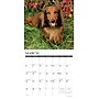 2026 Willow Creek Dachshunds 12" x 12" Monthly Wall Calendar (50941)~#|#~8A3593CE-9031-4771-8E5D51F186B8E709_sc7