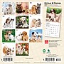 2027 BrownTrout Kittens & Puppies 7" x 7" Monthly Wall Calendar (9798330709724)~#|#~8A589BF7-D467-4A9D-B67D87196F2315DF_sc7