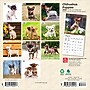 2026 BrownTrout Chihuahua Puppies 7" x 7" Monthly Wall Calendar (9798330702916)~#|#~8A7AEB72-6672-4504-B41C29690DBC4862_sc7