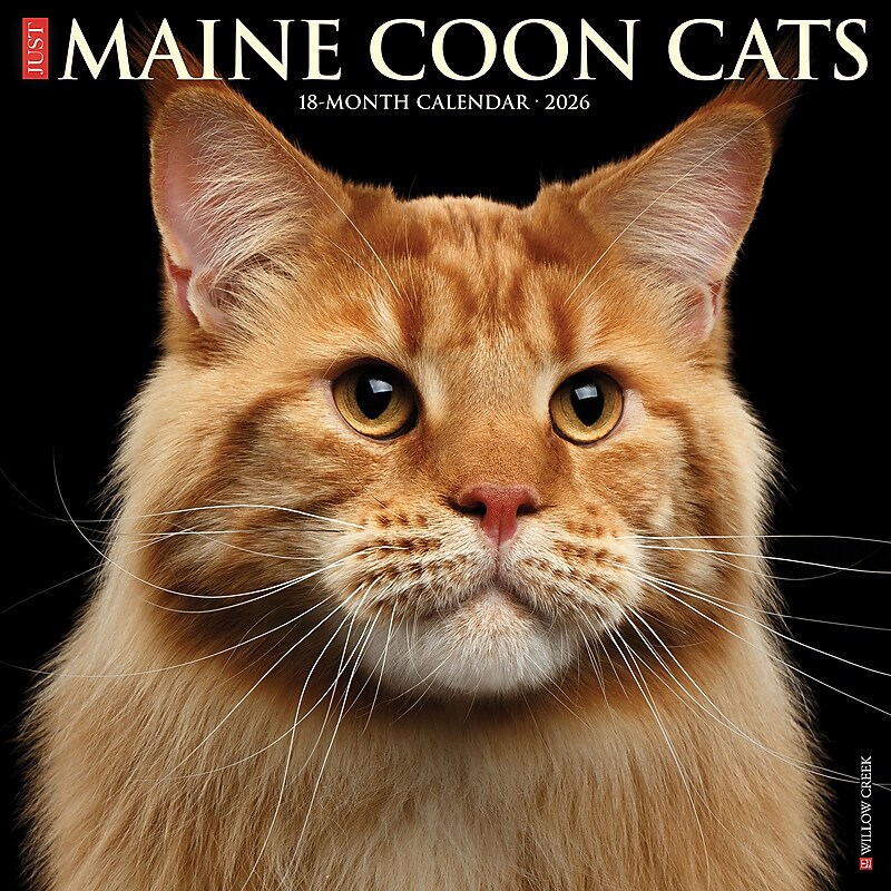 2026 Willow Creek Maine Coon Cats 12" x 12" Monthly Wall Calendar (51849) image 1