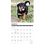 2027 Willow Creek Rottweiler Puppies 12" x 12" Monthly Wall Calendar, Assorted Colors (62098)~#|#~8AF3FB2A-CDCB-4C9D-9CDDE91DDEA63A30_sc7