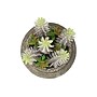 Monarch Specialties Inc. 8" Artificial Succulent Plant in Pot, 2/Set (I 9364)~#|#~8B294DDC-1B5A-4972-87AF60BCC011088E_sc7
