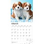 2026 BrownTrout Cavalier King Charles Spaniel Puppies 12" x 12" Monthly Wall Calendar (9798330702817)~#|#~8B7C592F-A5B0-4DDB-B5B1A2264499AC31_sc7