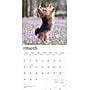 2026 BrownTrout Yorkshire Terriers 12" x 12" Monthly Wall Calendar (9798330706464)~#|#~8B8D0D0A-FBAF-4868-8D0991C0A00136D6_sc7